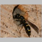 Symmorphus bifasciatus - Lehmwespe 07 beim Nestverschluss.jpg